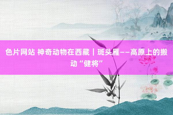 色片网站 神奇动物在西藏｜斑头雁——高原上的搬动“健将”